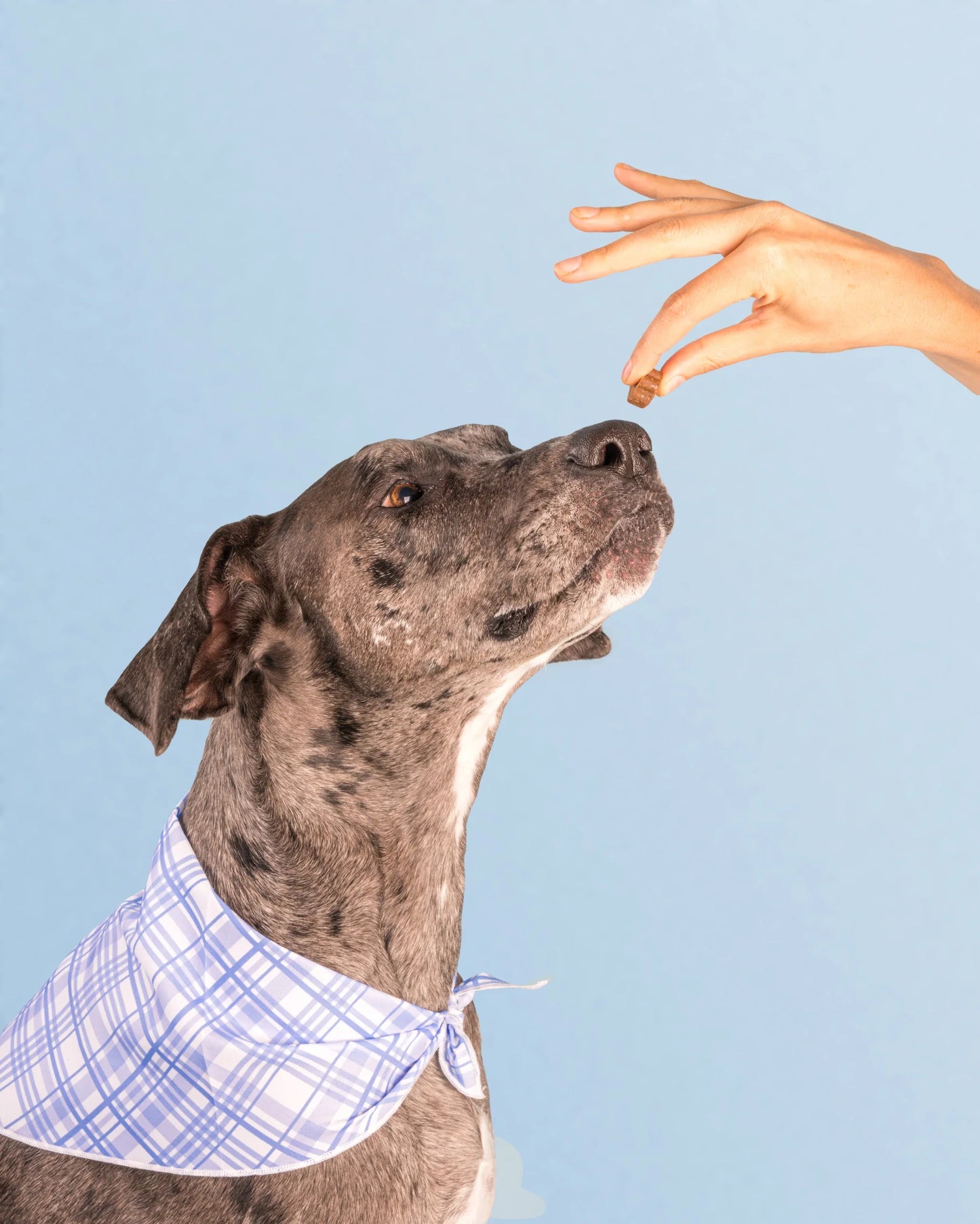 VitalChew™ Multivitamin